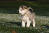 ALASKAN MALAMUTE 635